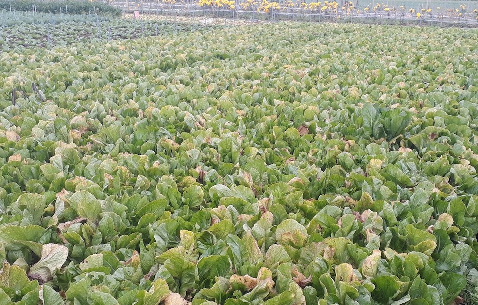 Nông sản rớt giá thê thảm, bán 1kg rau không mua nổi ly trà đá - 4 Rau cải đã quá lứa, ngả màu vàng nhưng giá bán rẻ nên nông dân chần chừ thu hoạch (Ảnh: V.H)