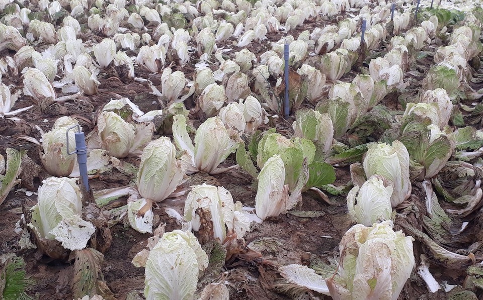 Nông sản rớt giá thê thảm, bán 1kg rau không mua nổi ly trà đá - 1 Rau bị hư hỏng người dân không thèm thu hoạch (Ảnh: V.H)