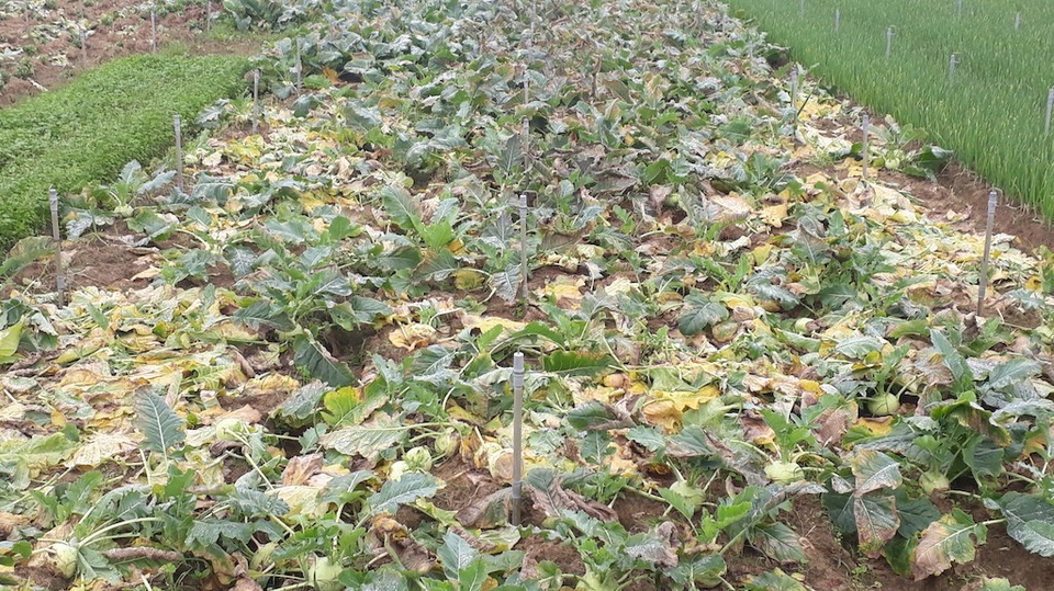 Nông sản rớt giá thê thảm, bán 1kg rau không mua nổi ly trà đá - 2 Diện tích rau su hào cũng hư hỏng (Ảnh: V.H)