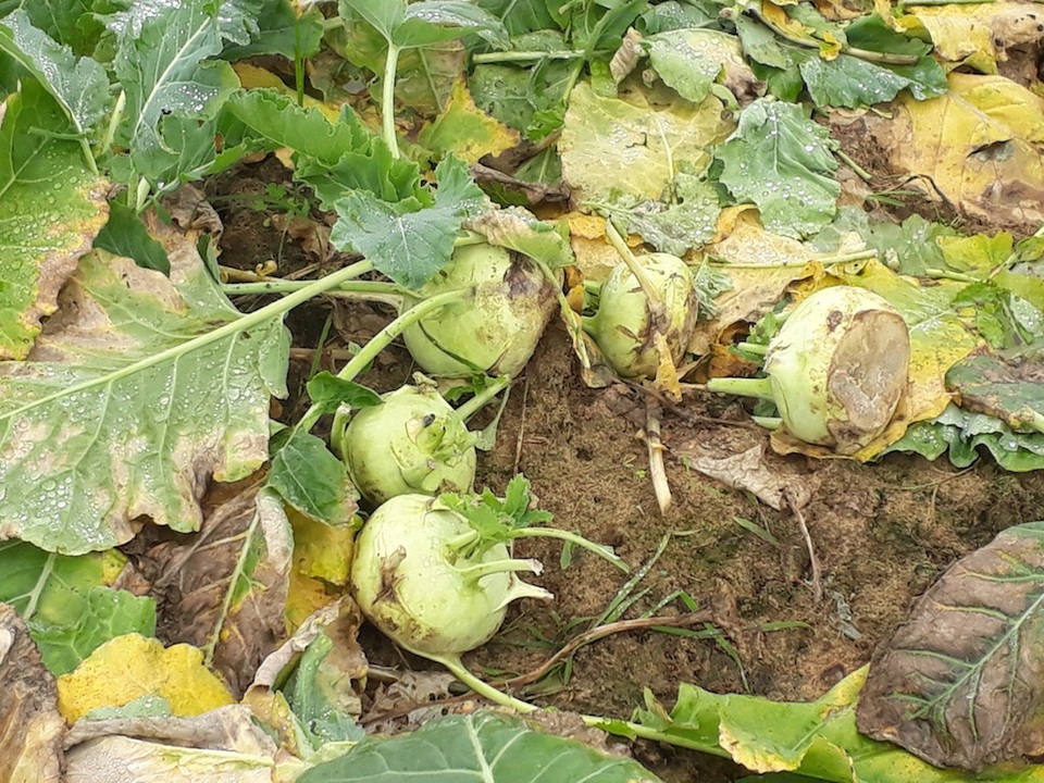 Nông sản rớt giá thê thảm, bán 1kg rau không mua nổi ly trà đá - 3 Rau su hào người dân chặt vứt bỏ ở ruộng (Ảnh: V.H)