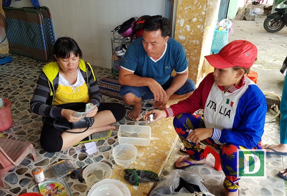 Tôm hùm con to bằng đầu đũa, giá kỷ lục 250.000 đồng/con - 2 Thương lái Nha Trang cho biết, nhiều ngư dân đánh được nhiều tôm hùm sao, giá 250.000 đồng/con, kể từ sau Tết