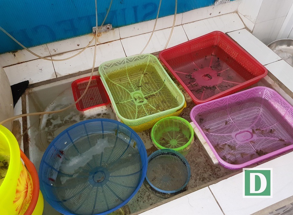 Tôm hùm con to bằng đầu đũa, giá kỷ lục 250.000 đồng/con - 5 Tôm hùm con to bằng đầu đũa, giá kỷ lục 250.000 đồng/con - 5