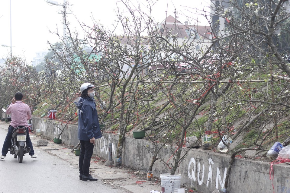 Cận cảnh lê rừng cổ thụ giá chục triệu “ồ ạt” xuống phố Hà Nội - 3 Hàng trăm cành, gốc lê rừng được bày bán la liệt hai bên đường thuộc chợ hoa Quảng An (Tây Hồ, Hà Nội) với đủ mọi dáng thế. Trung bình một cành lê được bày bán ở đây có giá vào khoảng 2-3 triệu, những cành đẹp, lâu năm có thể được trả giá lên tới hàng chục triệu.