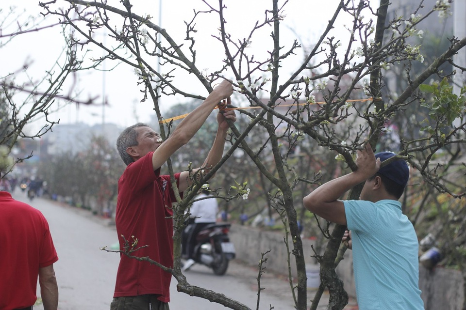 Cận cảnh lê rừng cổ thụ giá chục triệu “ồ ạt” xuống phố Hà Nội - 6
Hầu hết, các cành lê được bày bán ở chợ Quảng An đều là các tay cành của những gốc lê cổ thụ có tuổi đời từ 30-60 năm. Trong số đó, nhiều cành có thân xù xì, dăm lộc nảy đều và đẹp.