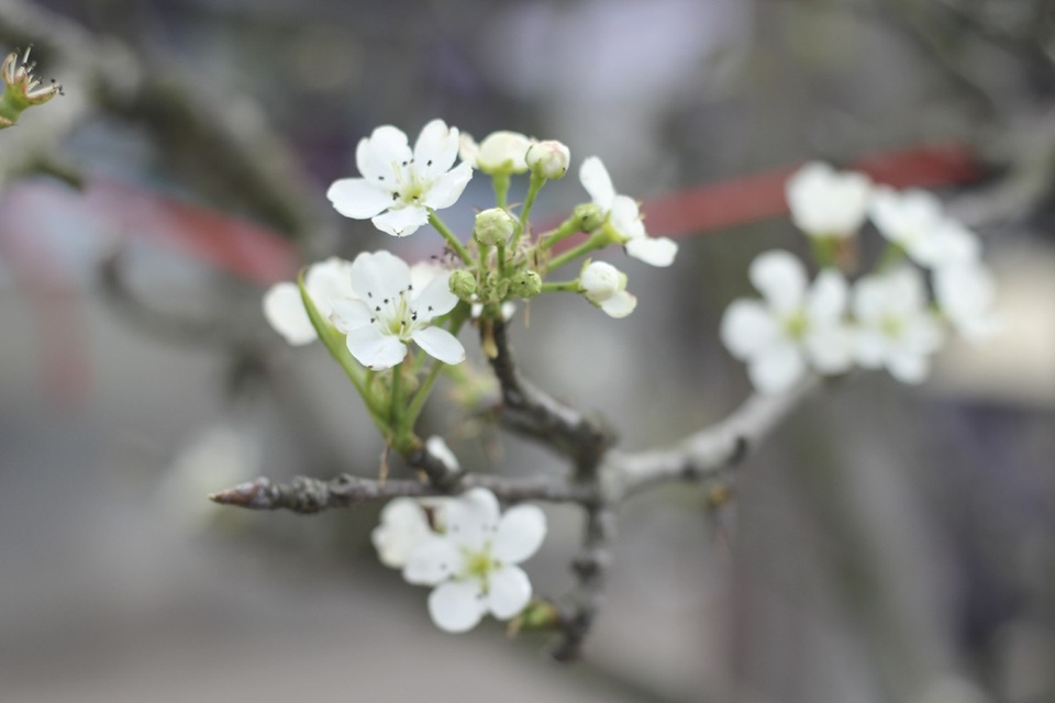 Cận cảnh lê rừng cổ thụ giá chục triệu “ồ ạt” xuống phố Hà Nội - 7 Theo các thương lái, lê rừng khá phổ biến ở các tỉnh miền núi phía Bắc, tuy nhiên lê rừng ở Lạng Sơn là nổi tiếng hơn cả vì thuộc họ tứ quý, nhiều hoa và có dáng cổ đẹp nhất nên rất được ưa chuộng.