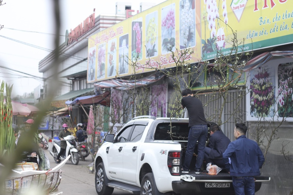 Cận cảnh lê rừng cổ thụ giá chục triệu “ồ ạt” xuống phố Hà Nội - 5 Được biết, lê rừng được các thương lái thu mua lại của bà con dân tộc, sau đó thuê người vận chuyển ra các điểm tập kết chở xuống Hà Nội tiêu thụ.