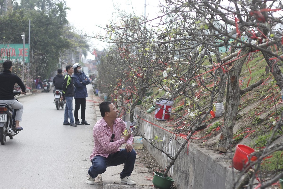 Cận cảnh lê rừng cổ thụ giá chục triệu “ồ ạt” xuống phố Hà Nội - 9 Các gian hàng bán lê thu hút khá đông người mua hàng.