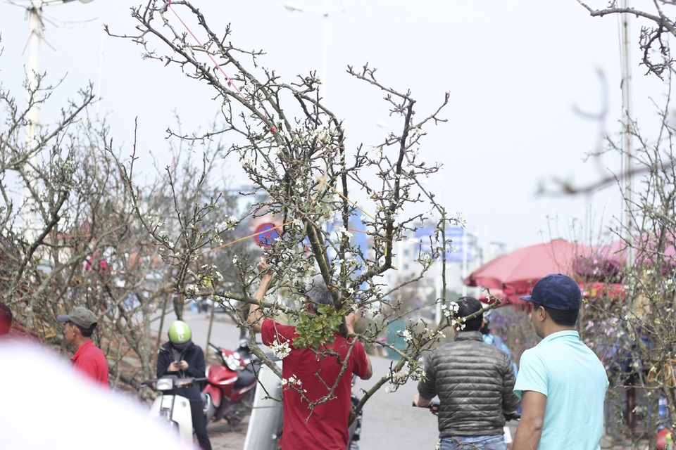 Cận cảnh lê rừng cổ thụ giá chục triệu “ồ ạt” xuống phố Hà Nội - 10 Một cành lê rừng được đánh giá là đẹp có nhiều yếu tố, trong đó có tuổi đời, dáng cây và nụ. Cây càng có tuổi đời lâu năm, dáng đẹp và tay cành nảy lộc càng được trả giá cao.
