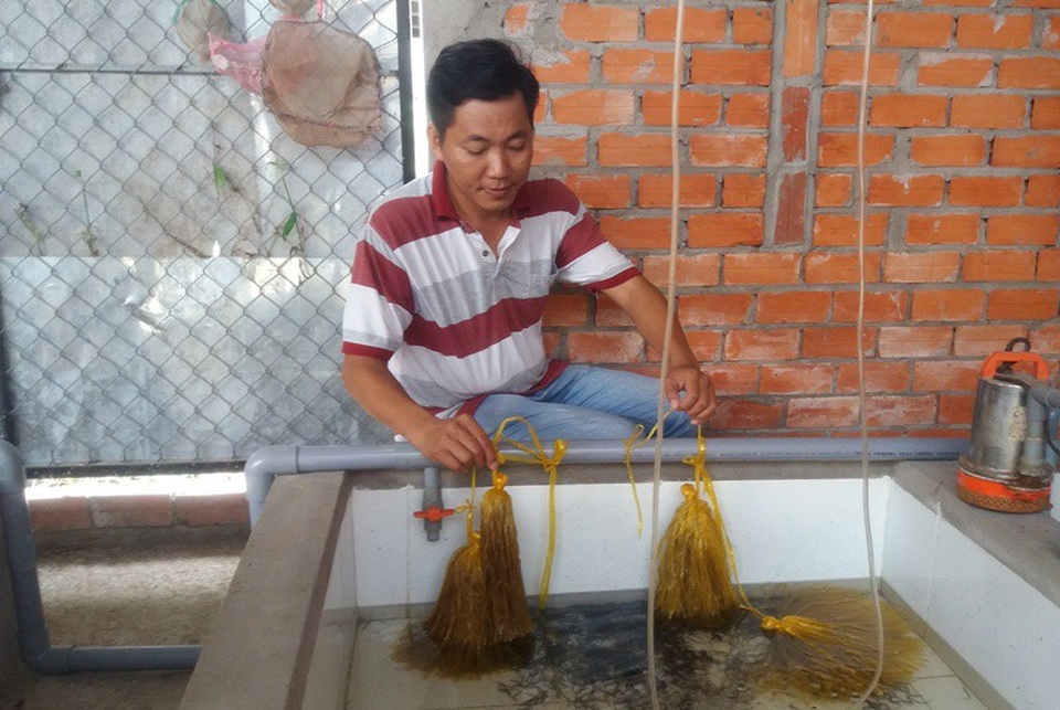 Vĩnh Long: Bỏ làm giám đốc về quê nuôi lươn kiếm tiền tỷ - 2 Anh Tân giới thiệu lươn giống nở đồng đều và sạch bệnh