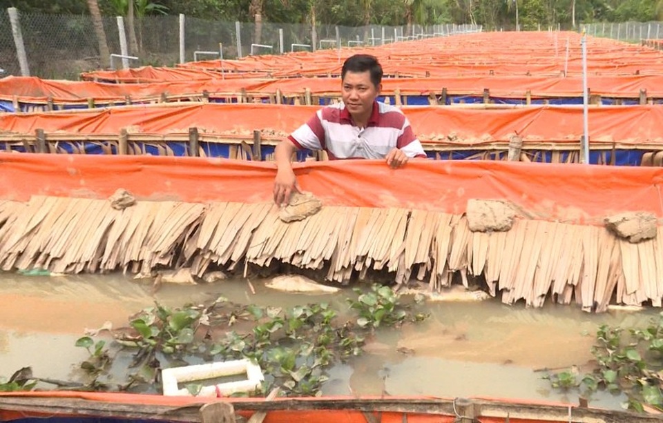 Vĩnh Long: Bỏ làm giám đốc về quê nuôi lươn kiếm tiền tỷ - 3 Trang trại nuôi lươn bố mẹ để lấy trứng ấp của anh Tân