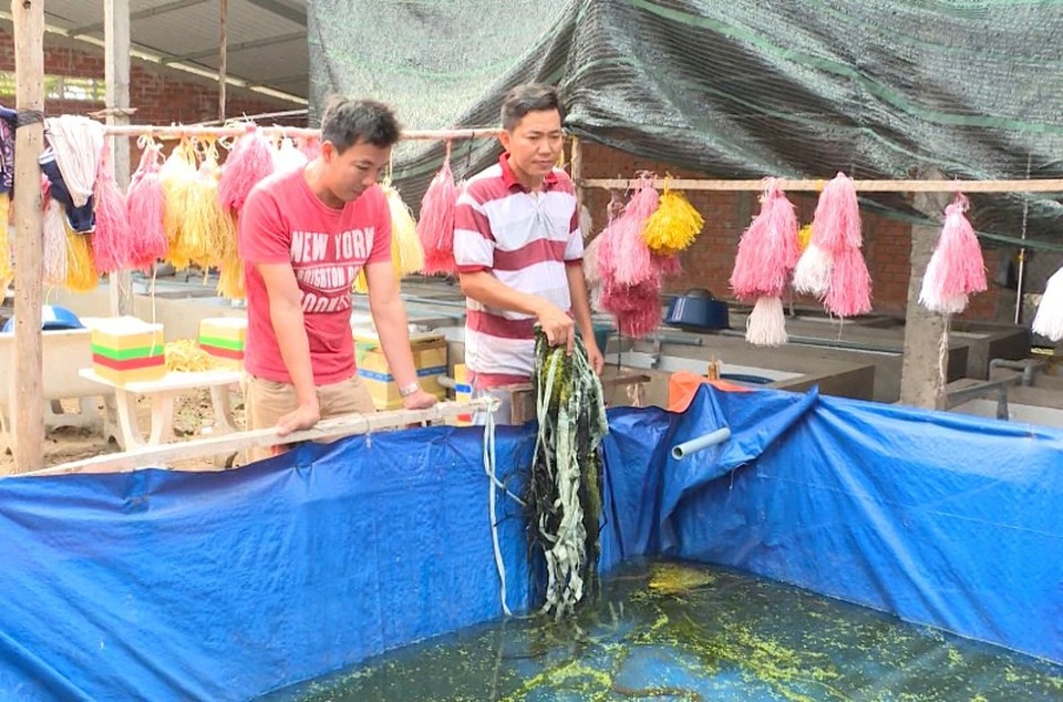 Vĩnh Long: Bỏ làm giám đốc về quê nuôi lươn kiếm tiền tỷ - 4 Anh Tân dùng vải bạt làm bể bán kiên cố nuôi lươn thịt để giới thiệu, hướng dẫn cách nuôi lươn cho người dân
