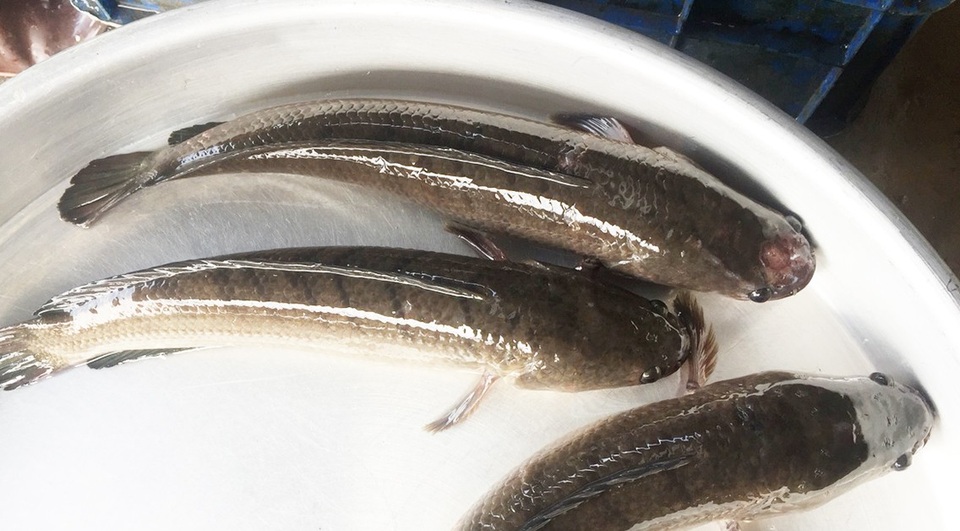  Cá lóc đồng có giá cao kỷ lục từ 200.000 đồng - 230.000 đồng/kg.