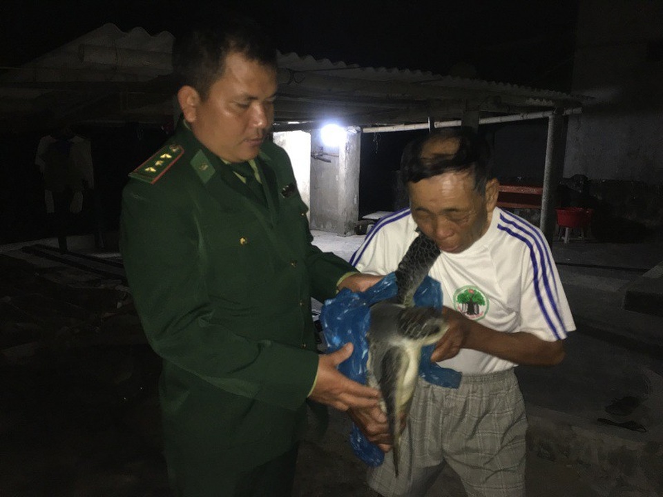 Được vận động, ngư dân mang vích biển quý hiếm thả về đại dương - 1 Sau khi được vận động, ông Vinh đã bàn giao chú vích cho các cán bộ biên phòng để thả về đại dương