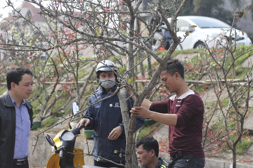 Cận cảnh lê rừng cổ thụ giá chục triệu “ồ ạt” xuống phố Hà Nội - 4 Anh Vũ Thanh Tùng (28 tuổi, thương lái bán lê rừng tại chợ Quảng An) cho biết, ngay từ mùng 2 Tết đã thuê xe tải lên Mẫu Sơn (Lạng Sơn) để “săn” hoa. Năm nay, gia đình anh có khoảng 100 cành lê rừng đến thời điểm hiện tại chỉ còn khoảng 20-30 gốc.
