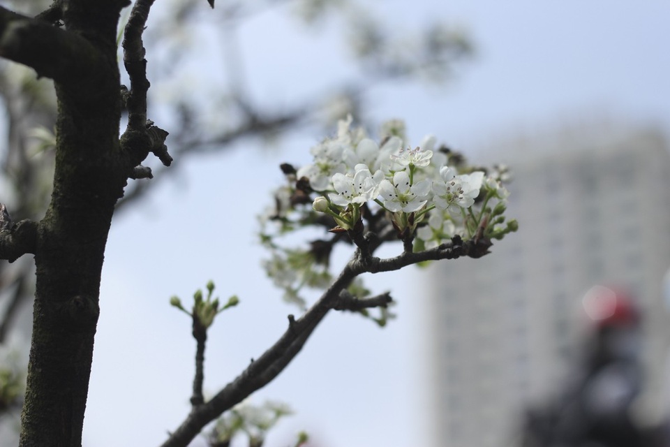 Cận cảnh lê rừng cổ thụ giá chục triệu “ồ ạt” xuống phố Hà Nội - 8 Khác với các loài hoa khác, lê rừng có màu trắng tinh khôi, hương thơm dịu nhẹ và đặc biệt có sức sống bền bỉ nên có thể trưng bày hàng tháng mà không lo héo hay thối gốc.