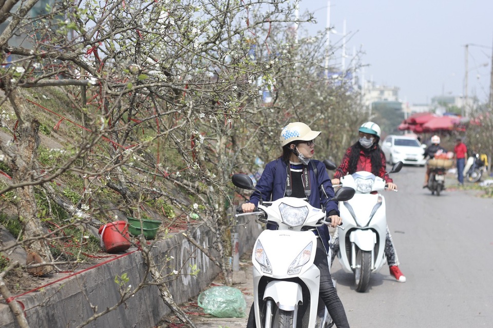 Cận cảnh lê rừng cổ thụ giá chục triệu “ồ ạt” xuống phố Hà Nội - 12 Với nhiều người Hà Nội, chơi lê rừng là thú chơi tao nhã giống như cách “níu giữ” vị xuân trong nhà.