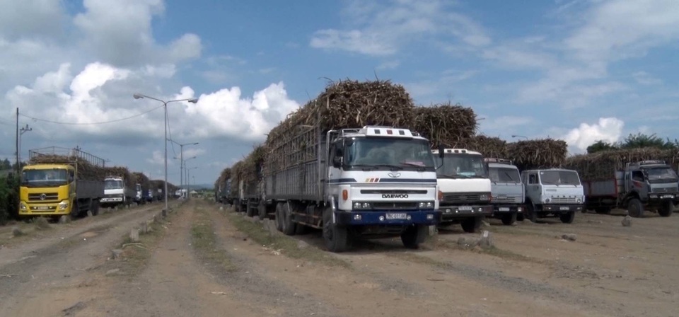 Mía ngã, giá thấp, người trồng thấp thỏm lo thua lỗ - 3 Tỉnh Phú Yên yêu cầu các doanh nghiệp mía đường cần có cơ chế thu mua đặc thù đối với diện tích mía bị ảnh hưởng sau bão số 12