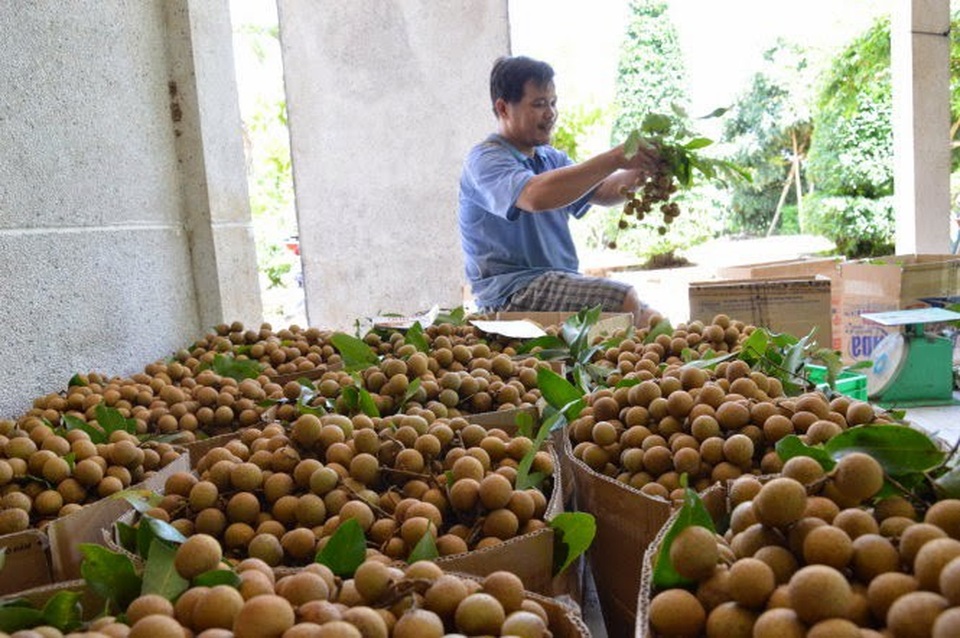 Sau vải và thanh long, nhãn Việt Nam sắp "xuất ngoại" sang Úc - 1
Khả năng nhãn Bến Tre và Hưng Yên sẽ được cấp phép xuất khẩu sang Úc từ đầu năm 2019.
