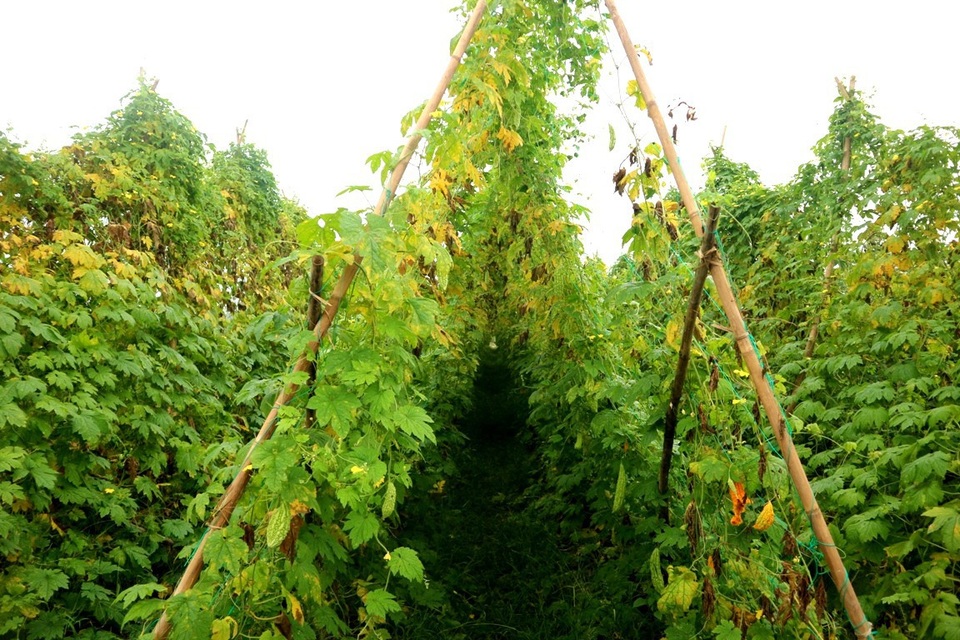 Nông sản rớt giá thê thảm, bán 1kg rau không mua nổi ly trà đá - 7
Nông sản rớt giá thê thảm khiến nông dân lao đao, điêu đứng. Cụ thể dưa leo chỉ còn 1.000 -2.000 đồng/kg, khổ qua 3.000 - 4.000 đồng/kg…