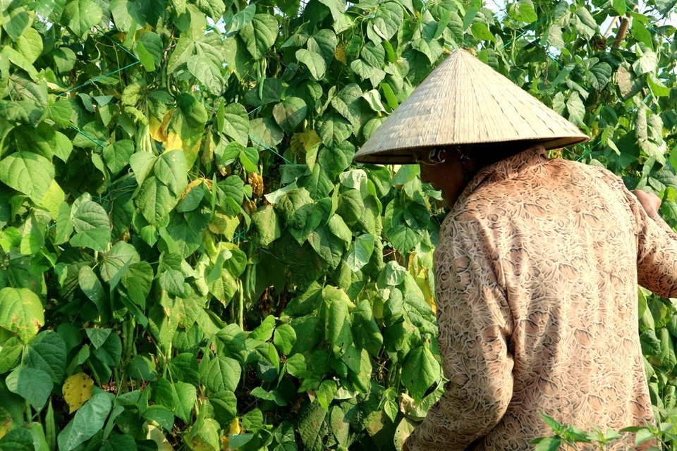 Nông sản rớt giá thê thảm, bán 1kg rau không mua nổi ly trà đá - 8 Trước Tết nông sản giá khá cao nhưng người dân chưa thu hoạch được bao nhiêu thì chỉ vài ngày sau Tết, nông sản đột nhiên rớt giá thảm