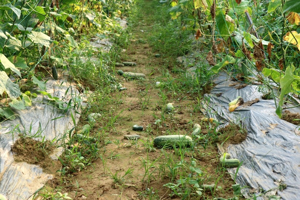 Nông sản rớt giá thê thảm, bán 1kg rau không mua nổi ly trà đá - 9 Nhiều ruộng dưa leo giá quá thấp chẳng ai buồn thu hái, trái rụng đầy gốc