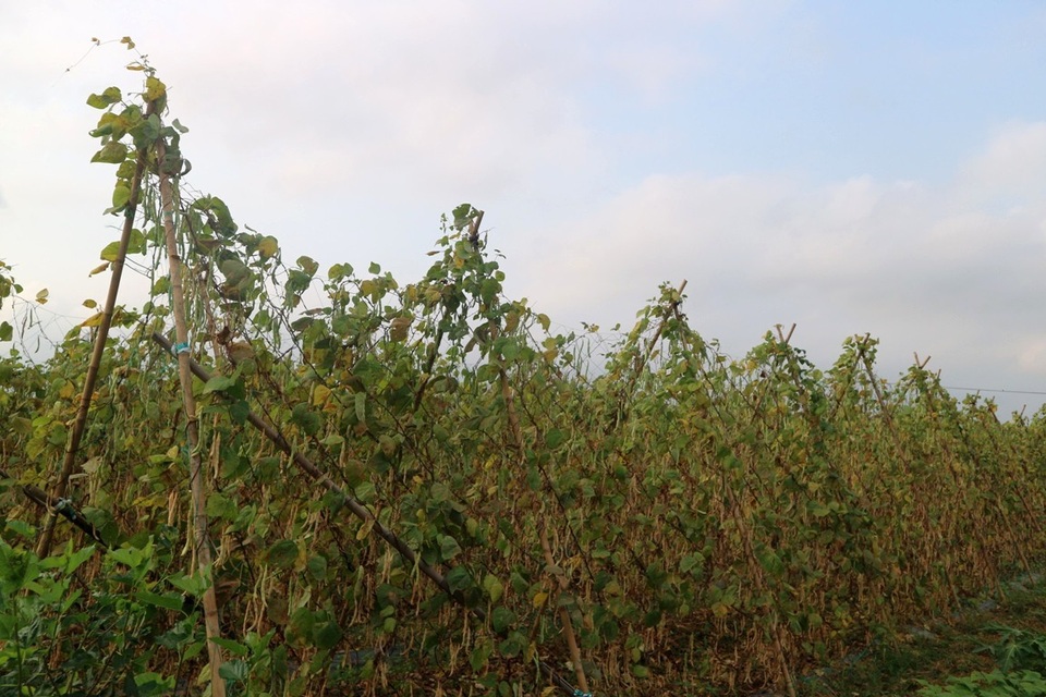 Nông sản rớt giá thê thảm, bán 1kg rau không mua nổi ly trà đá - 10
Trước giá đậu xuống thấp người dân không buồn chăm bón, giờ giá nhỉnh được chút thì đậu đã già