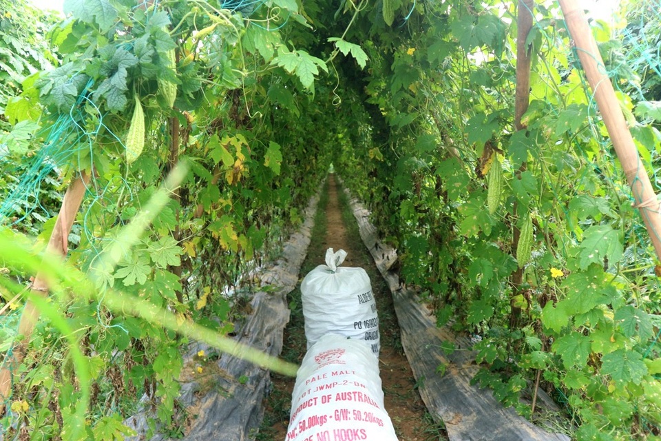 Nông sản rớt giá thê thảm, bán 1kg rau không mua nổi ly trà đá - 11 Khổ qua được người dân thu hái nhưng chưa biết có thương lái thu mua hay không