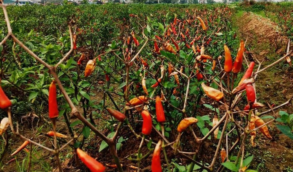 Nghi án ruộng ớt hàng nghìn m2 bị kẻ xấu phá hoại - 1
Cả ruộng ớt bỗng chốc héo teo sau một đêm. Hình ảnh ghi nhận tại ruộng ớt ngày 9/3.