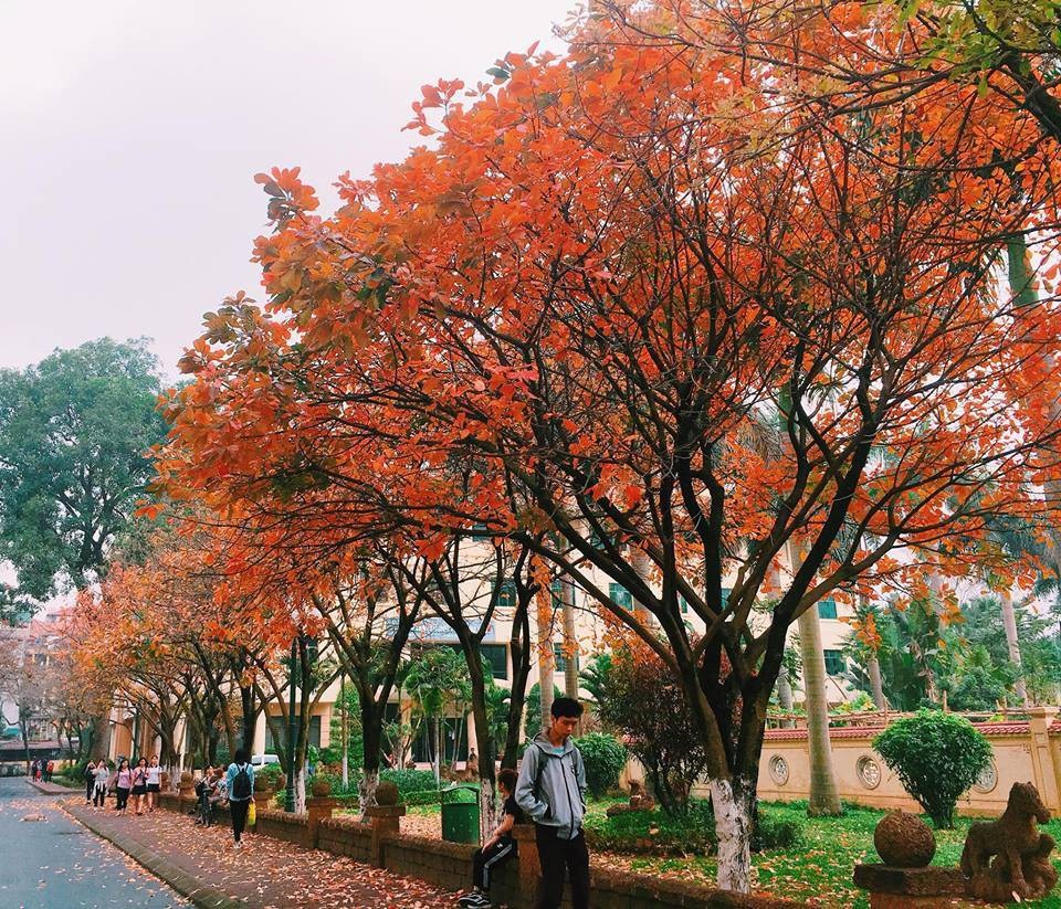Đẹp ngỡ ngàng hàng lộc vừng thay lá vàng ruộm trong khuôn viên ĐH Sư phạm - 3 Mỗi lần bước chân qua lối này, chỉ cần bước chầm chậm, lắng nghe tiếng lá cây xào xạc cũng đủ làm cho lòng người bình yên đến lạ.