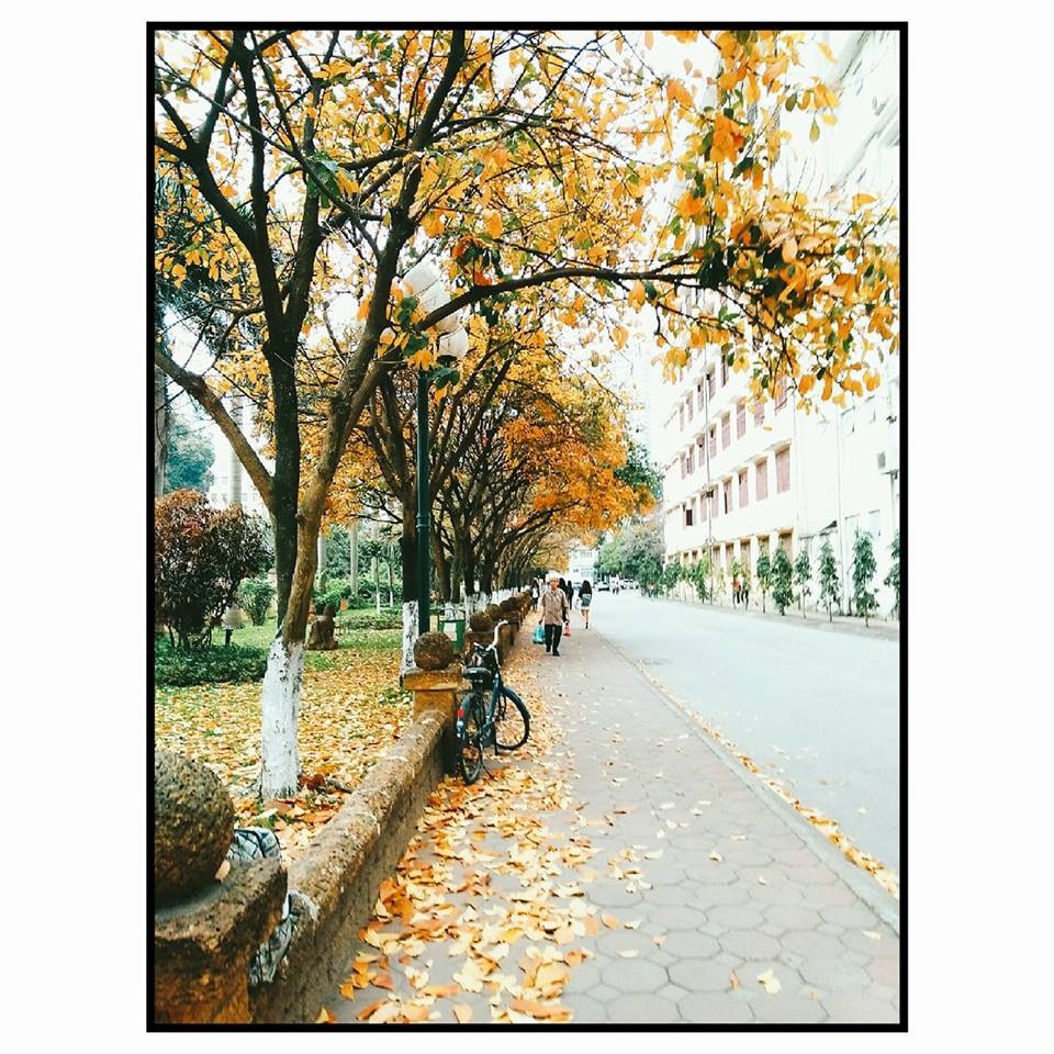 Đẹp ngỡ ngàng hàng lộc vừng thay lá vàng ruộm trong khuôn viên ĐH Sư phạm - 6 Đẹp ngỡ ngàng hàng lộc vừng thay lá vàng ruộm trong khuôn viên ĐH Sư phạm - 6