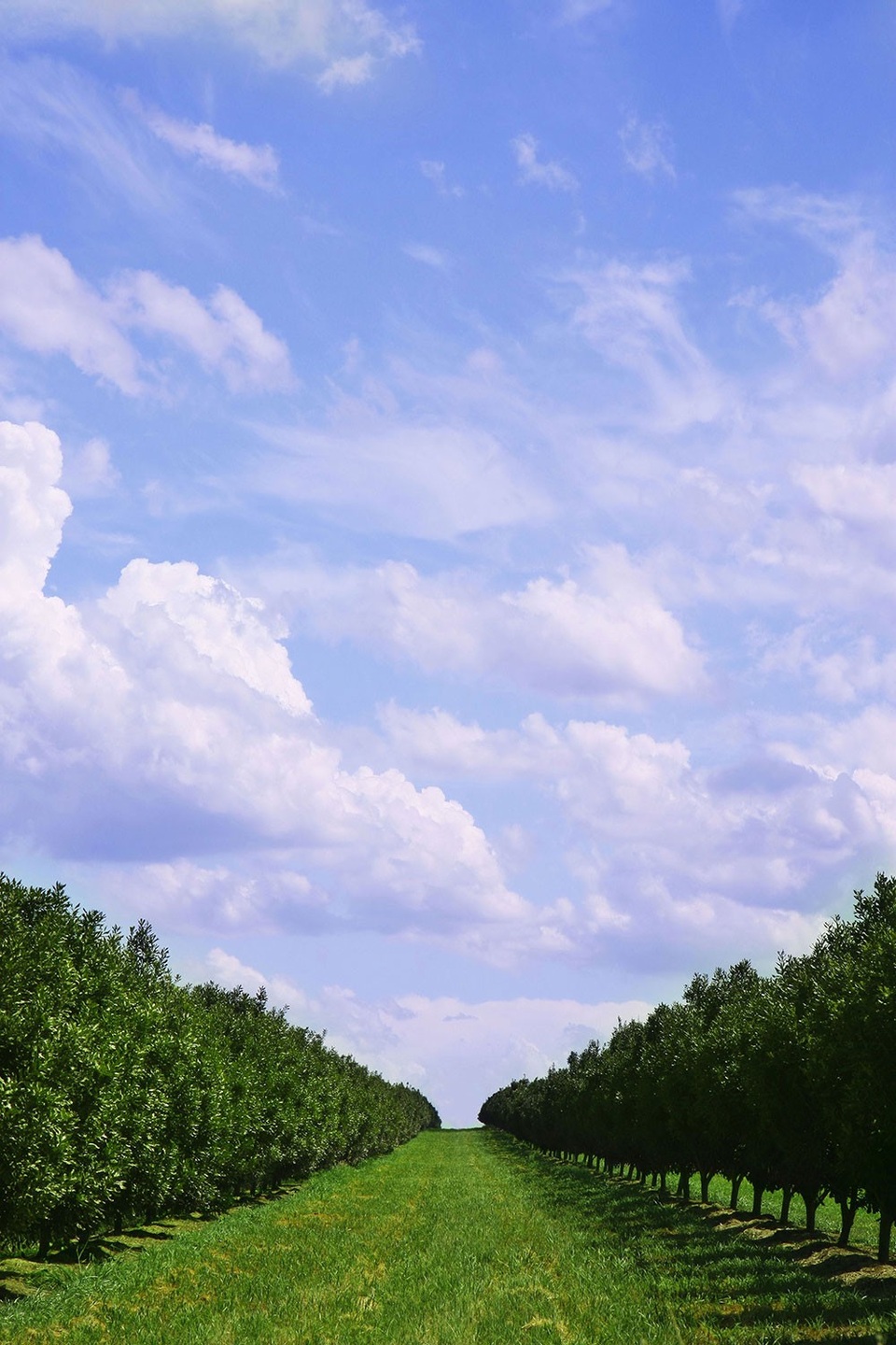 Tầm nhìn dài hạn của “người đàn bà sữa tươi” - 2
Các trang trại macca, óc chó cung cấp nguồn nguyên liệu hạt giàu dưỡng chất cho bộ sản phẩm TH true NUT