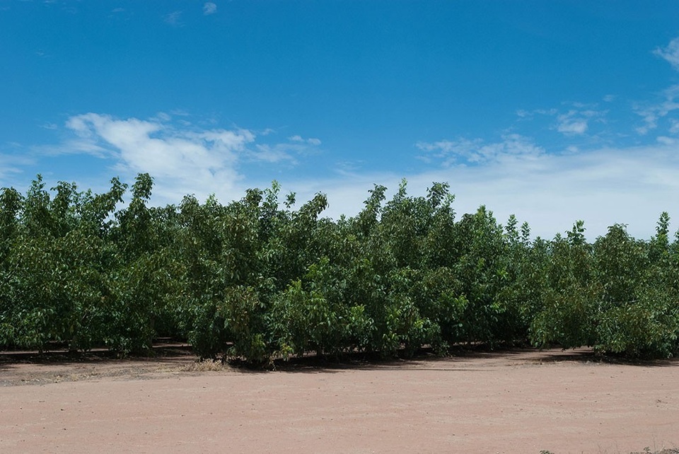 Tầm nhìn dài hạn của “người đàn bà sữa tươi” - 5 Tầm nhìn dài hạn của “người đàn bà sữa tươi” - 5