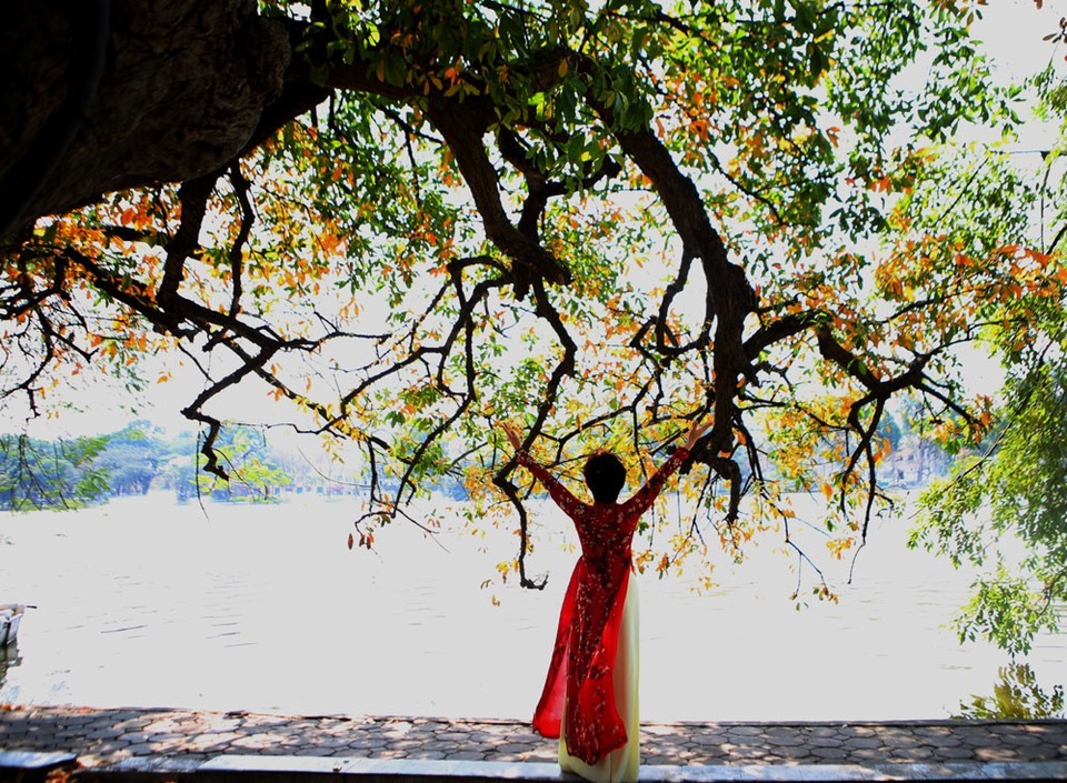 Màu vàng của lá kết hợp với vẻ đẹp của thân và gốc cây lộc vừng là phô nền lý tưởng cho những khung hình đẹp.