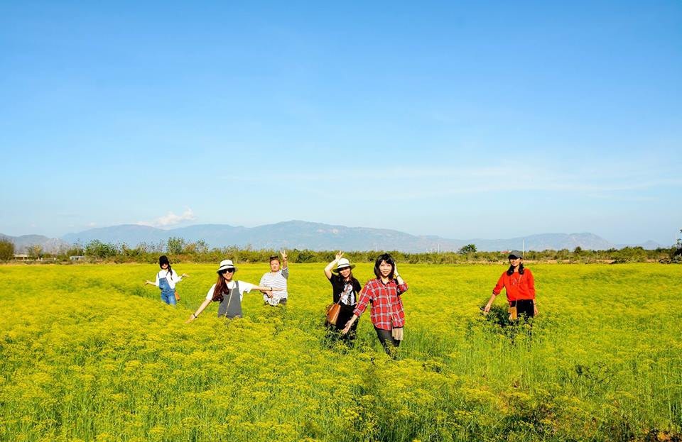 Bị giẫm đạp tả tơi, vườn hoa gây “sốt” ở Ninh Thuận đóng cửa chỉ sau 4 ngày - 1 Cánh đồng hoa thì là ở Ninh Thuận rộng 4 héc ta trở thành địa điểm hot, yêu thích của khách du lịch. Ảnh: Fb