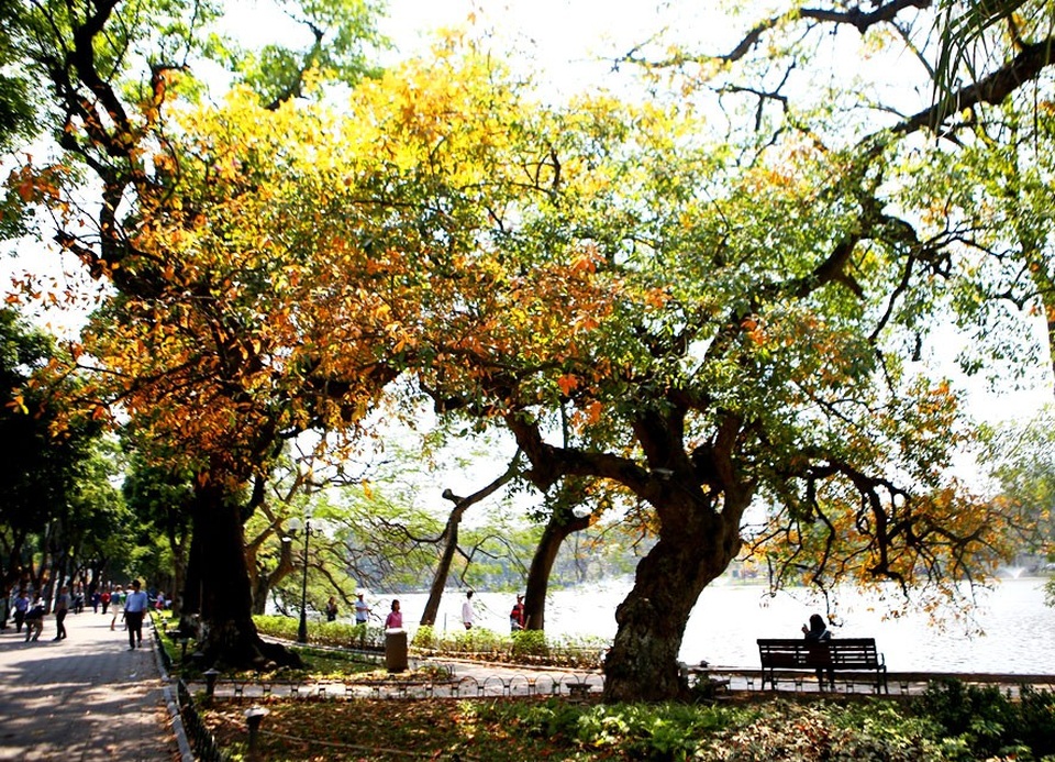 Cây lộc vừng vàng rực một góc Hồ Gươm.