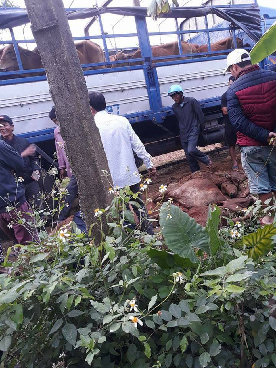 Số bò chết nằm la liệt dưới đất. (Ảnh: CTV)