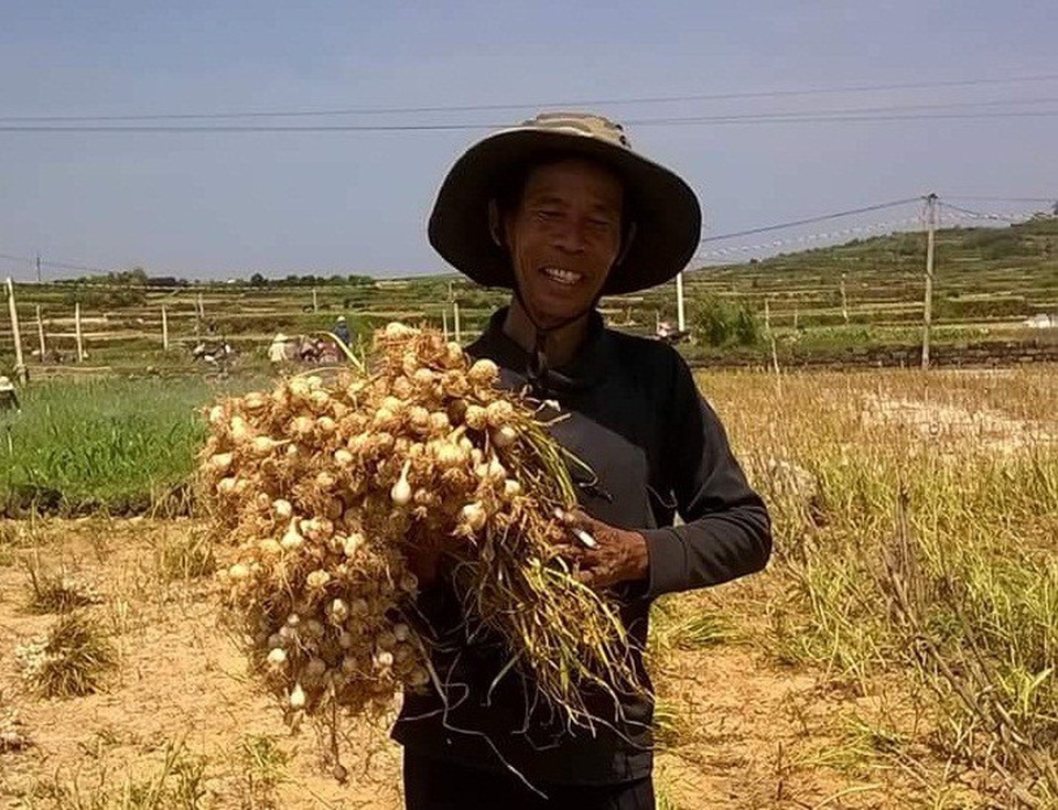 Nông dân Lý Sơn lãi hơn 10 triệu đồng/sào từ đặc sản tỏi - 1 Người nông dân Lý Sơn vui mừng vì sản lượng vàng trắng vụ Đông - Xuân tăng cao
