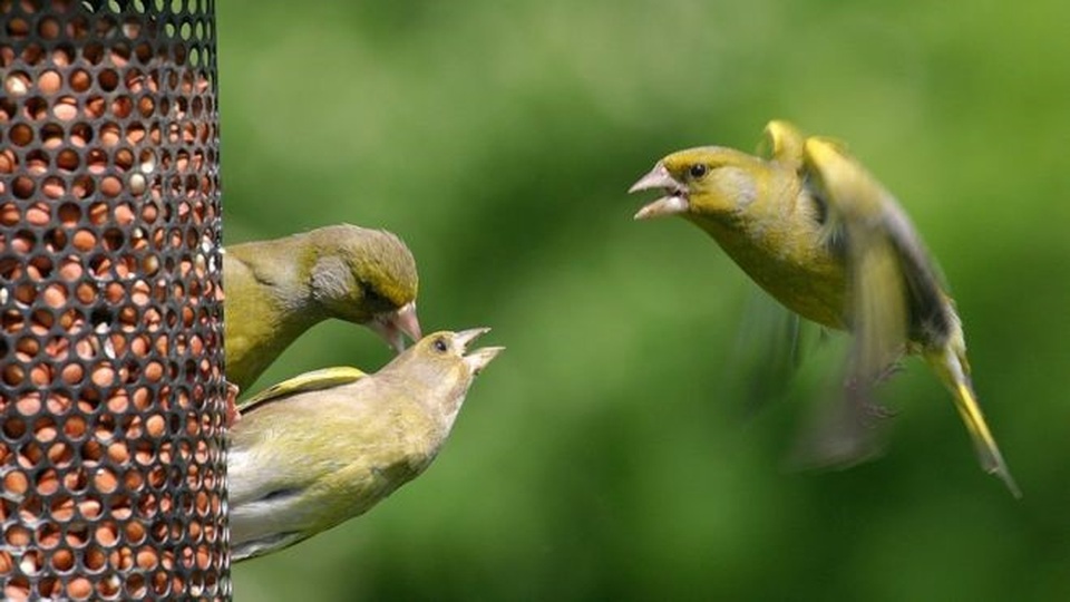 Hãy cẩn thận khi cho chim ăn - 1 Hãy cẩn thận khi cho chim ăn - 1