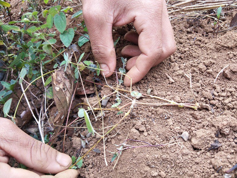 Dân "vùng khó" thoát nghèo từ sâm dây - 2 Các mắt của cây sâm lan rộng và cắm xuống đất tạo củ