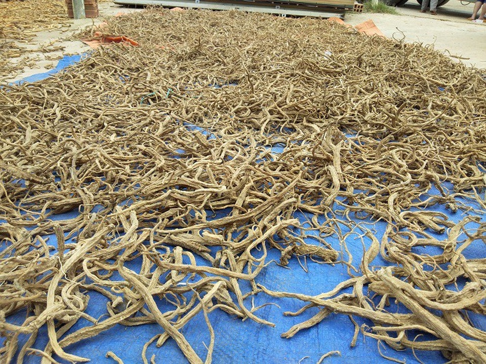 Dân "vùng khó" thoát nghèo từ sâm dây - 3 Người dân phơi sâm dây để nhập cho thương lái