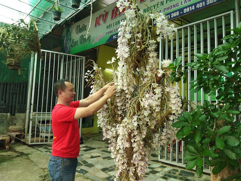 Cây Hoàng Thảo Vôi được anh cất công chăm nhiều năm đã ra bông kín gốc