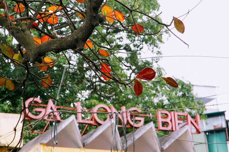 Những hàng cây bàng cổ thụ ở ga Long Biên trút lá đỏ rực, trải thảm xuống mặt đấy tạo cho nơi đây khung cảnh như một thước phim hoài cổ.
