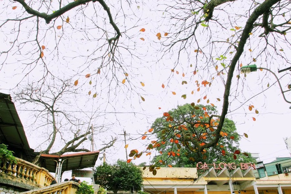 Từ lòng đường cho tới vỉa hè đâu đâu cũng thấy một màu vàng của lá rụng. Chỉ một thời gian ngắn sau khoảnh khắc chuyển mùa thì cũng là lúc trăm loài cây bắt đầu nhú lộc, chuẩn bị cho một sự khởi đầu mới.