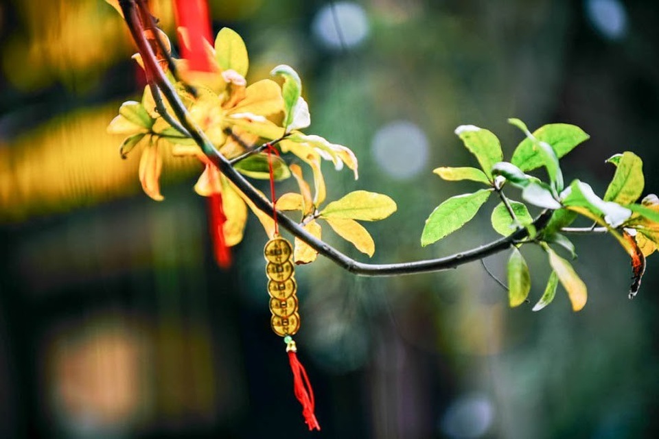 Người ta vẫn thường nhớ tới một mùa thu Hà Nội với cây cơm nguội vàng, cây bàng lá đỏ mà không biết những ngày tháng 3 đầu tháng 4 Hà Nội cũng đẹp và dịu dàng không kém