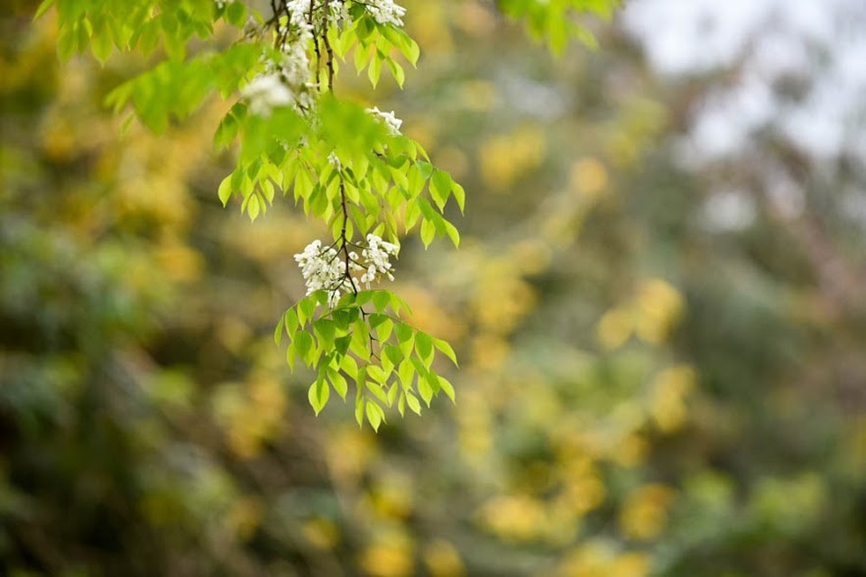 Những bông hoa sưa trắng tinh khôi nổi bật trên nền lá vàng rực