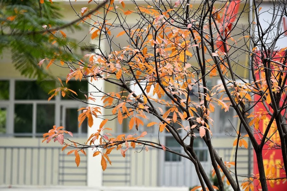 Vẻ đẹp nên thơ, nhuộm đỏ cả một góc trời