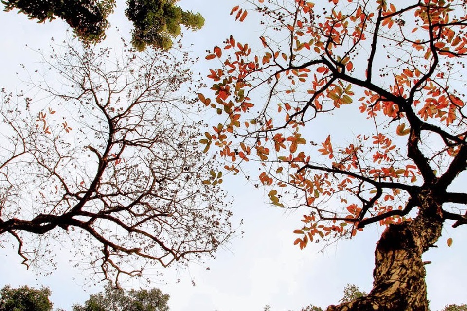 Thời khắc giao mùa đến khá nhanh, lá cây từ màu xanh chuyển sang vàng chỉ trong 2 tuần. Đây cũng được ví như mùa thu Hà Nội thứ hai trong năm.