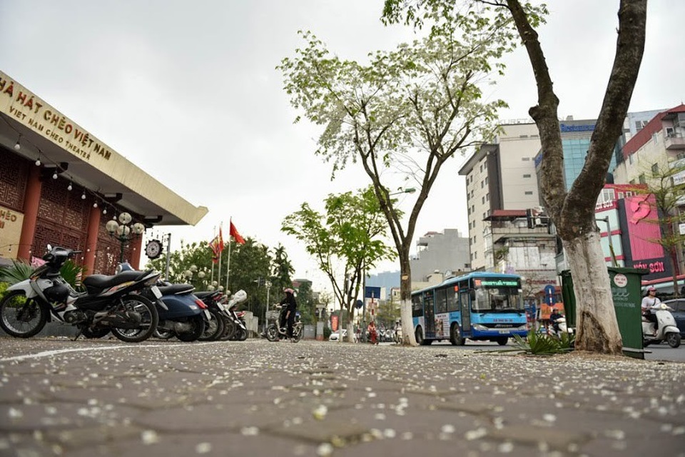 Đi trên những con đường đang mùa cây thay lá bỗng cảm giác lòng bình yên và thư thái trước những xô bồ, ồn ào của phố thị