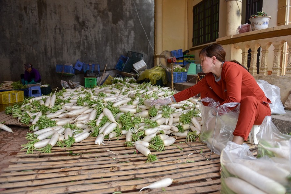Nông dân Hà Nội ngậm ngùi vứt bỏ hàng trăm tấn củ cải trắng - 15
Củ cải trắng thu hoạch về rửa rồi để khô, đóng túi 10kg có thể bán được nhưng không phải lúc nào cũng có người thu mua.