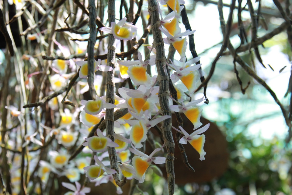Lan rừng "đua sắc" trên Cao nguyên - 2